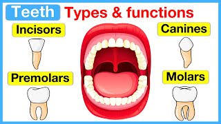 Types of teeth 🦷  Incisors canines premolars amp molars [upl. by Kcirb]