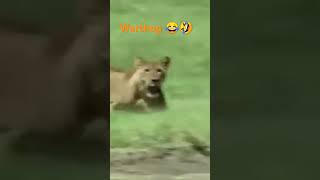 Lion vs warthog V16 [upl. by Michella]