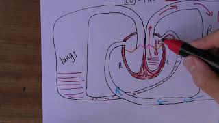 Heart Failure 2 Whats going on [upl. by Karry]