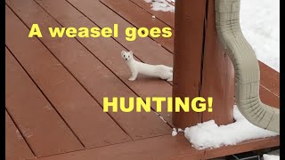 Ermine weasel in its winter coat pays a visit and hunts a packrat [upl. by Nettirb]