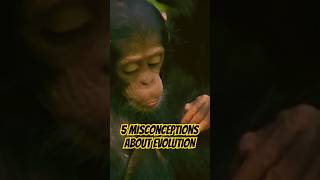 5 MindBlowing Misconceptions About Evolution 🤯  You’ve Been Lied To [upl. by Nainatrad167]