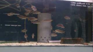 Cichlids from lake Tanganyika  KIBWANAQUA [upl. by Slinkman]