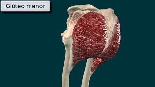 Gluteo Menor Origen Inserción Función e Inervación [upl. by Jankell]