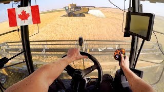 GoPro Erntehelfer in KANADA 🇨🇦  CAT Lexion 590R  535 PS Versatile  Harvest XXL [upl. by Nanda]