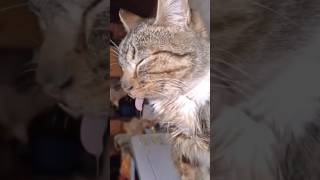 How weird can a cat’s sleeping posture be 😂😂😂 funny funnyanimls cat anime sleep [upl. by Wallace718]