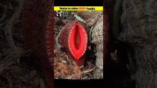 hydnora africana flower 😆 [upl. by Zonnya]