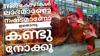 BV380 കോഴി വളർത്തൽ ലാഭമോ നഷ്ടമോ നമ്മുക്ക് നോക്കാം [upl. by Sloane]