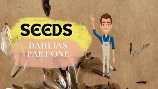 Dahlias  Seed  Breeding  How we get MORE seeds [upl. by Idnis]