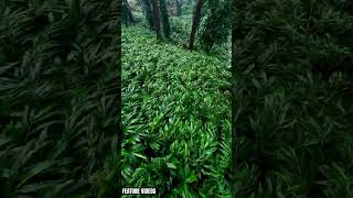 idukki gold💫 idukki idukkigold christmas munnarkerala greenery rain godsowncontry asmr [upl. by Itra343]