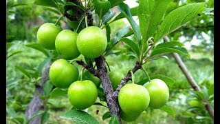 Green Gage Plum Fruit Tree  Persian Green Plum Tree  Green Plum Tree [upl. by Arraeic]