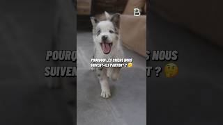 Pourquoi les chiens nous suiventils partout  🤔 [upl. by Morra]