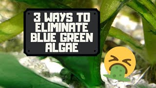 3 Ways to Eliminate Blue Green Algae  Cyanobacteria [upl. by Haissem]