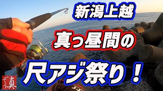 【新潟上越】ボイルした海にサビキ投げたら尺アジ入れ食い！ショアジギで釣れた青物をバーナーで炙る [upl. by Im]