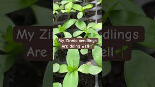 zinnias gardeningwithlo seedstarting [upl. by Ari]