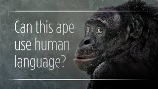 Can Apes Really quotTalkquot To Humans [upl. by Shaeffer]