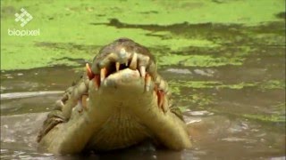 Salt Water Crocodile feeding on wallaby [upl. by Eillek]