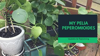 My Pelia Peperomioides Chinese Money Plant Update and Repotting  Filmed by my daughter [upl. by Nomyt390]