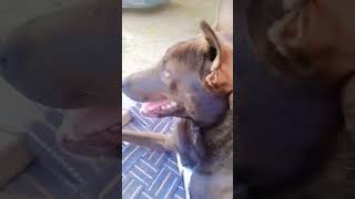 Dog lover like doglover trending youtubeshorts comedy doglover youtube [upl. by Ennairod]