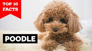 Poodle  Top 10 Facts [upl. by Ettennat910]