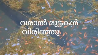 വരാൽ കുഞ്ഞുങ്ങൾ [upl. by Berkly]