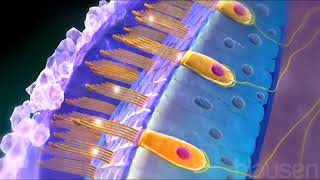 Utricle and Saccule balance and equillibrium semicircle canals [upl. by Daile492]