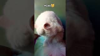 Floppy Leo😽😽youtube cuteleo subscribe shorts [upl. by Tice823]