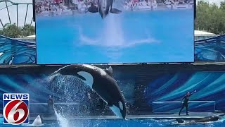 Killer whale bites SeaWorld Orlando trainer breaking several bones [upl. by Isyed]