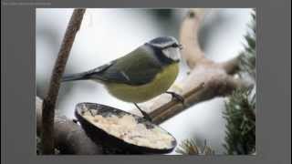 Vogelfütterung im Harz in Herbst und Winter  Wintervoegel amp Standvogel [upl. by Zeugirdor]