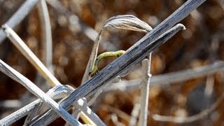 Geometer larva Geometridae  זחל ממשפחת המודדים [upl. by Canter]