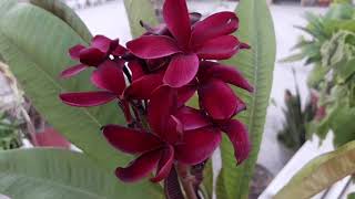 Grow Plumeria from Cutting  Red Plumeria Plant Care  Red Champa [upl. by Strephon]