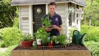 How To Plant an Herb Garden [upl. by Quillon]