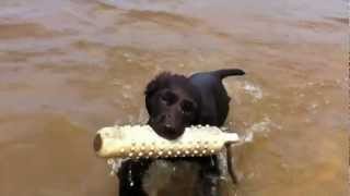 11 week old Boykin Spaniels intro to water [upl. by Eelreveb51]