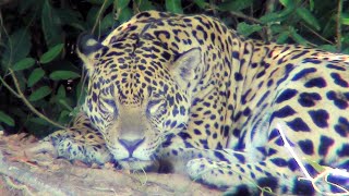 Pantanal  Jaguar [upl. by Monaco]