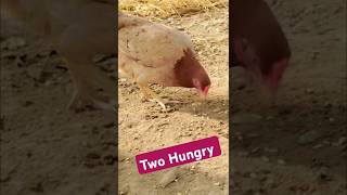 Two Hungry Chickens The Wheat is Gone homehenmoments farmlife cuteanimals poultrylovers [upl. by Oguh387]