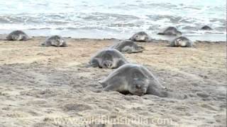 Olive Ridley Turtles  mass nesting on the beaches of Orissa along the Bay of Bengal [upl. by Laband]