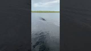 Private airboat tour alligator sighting at Everglades Holiday Park [upl. by Adnalu]