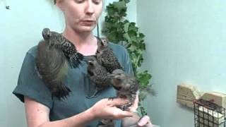 Northern Flicker Fledglings [upl. by Franza]