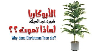 سر الحفاظ على شجرة الأروكاريا ورعايتها شجرة عيد الميلاد  araucaria tree  Christmas tree [upl. by Anenahs361]