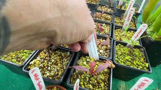 Nepenthes  heliamphora in the grow tent  end of November walkthrough [upl. by Kuo]