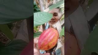 harvest ng hinog na cacao fypyoutube [upl. by Aicre300]