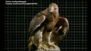 National Geographic Wild Birds of Prey  Raptors Hawks Falcons   Documentary English S [upl. by Jovitta]