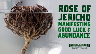 Rose of Jericho Luck amp Abundance Rituals [upl. by Mendive]