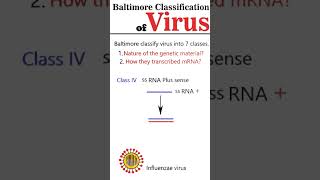 Baltimore Virus Classification Part 2 [upl. by Deppy]