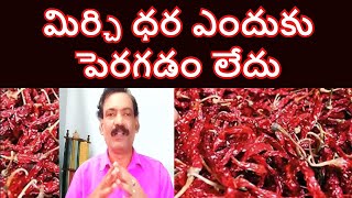 మిర్చి ధర పెరుగుతుందా Guntur Mirchi Market Report Today Teja Mirchi Exports Mirchi Rate [upl. by Anallese]