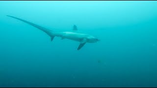 Thresher Shark Dive on Malapascua Island  2017 Footage [upl. by Marcelle]