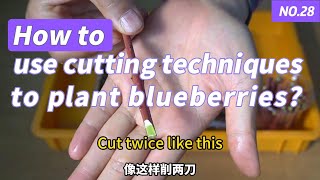 How to use cutting techniques to plant blueberries？plant [upl. by Otrebilif812]