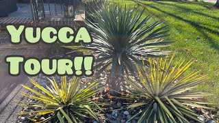 Pennsylvania Yucca Tour [upl. by Farrison45]