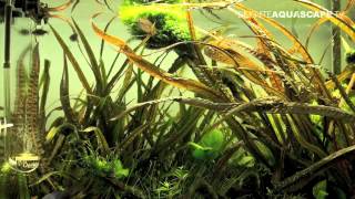 Aquascaping  Planted aquarium 60x30x35 [upl. by Reynard]