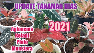 Update Harga Tanaman Hias 2021 [upl. by Trinl]