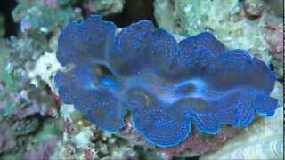 Violet crocea clam Tridacna Crocea  AquaFishVietcom [upl. by Airenahs]